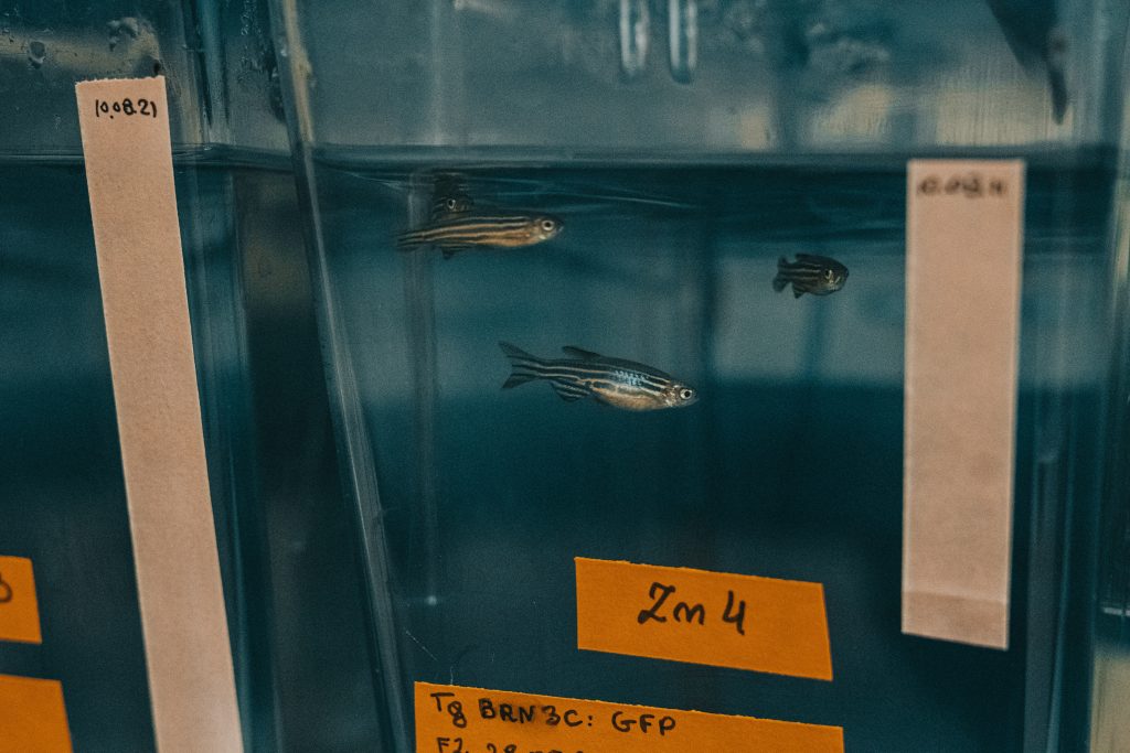 Ryba w akwarium. Danio pręgowany